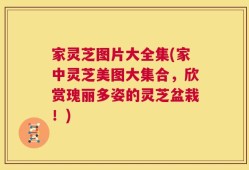 家灵芝图片大全集(家中灵芝美图大集合，欣赏瑰丽多姿的灵芝盆栽！)