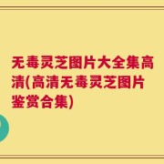 无毒灵芝图片大全集高清(高清无毒灵芝图片鉴赏合集)