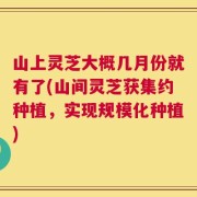 山上灵芝大概几月份就有了(山间灵芝获集约种植，实现规模化种植)