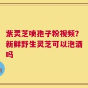紫灵芝喷孢子粉视频？新鲜野生灵芝可以泡酒吗