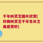 千年树灵芝图片欣赏(珍稀树灵芝千年生长之美感赏析)