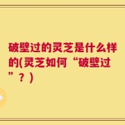破壁过的灵芝是什么样的(灵芝如何“破壁过”？)