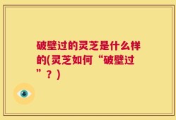 破壁过的灵芝是什么样的(灵芝如何“破壁过”？)