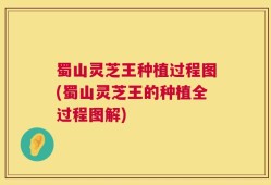 蜀山灵芝王种植过程图(蜀山灵芝王的种植全过程图解)