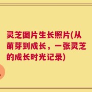 灵芝图片生长照片(从萌芽到成长，一张灵芝的成长时光记录)
