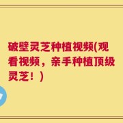 破壁灵芝种植视频(观看视频，亲手种植顶级灵芝！)