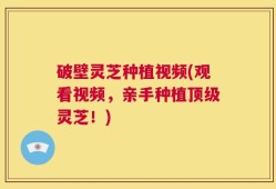 破壁灵芝种植视频(观看视频，亲手种植顶级灵芝！)