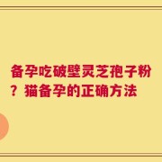 备孕吃破壁灵芝孢子粉？猫备孕的正确方法