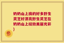 奶奶山上摘的好多野生灵芝好漂亮野生灵芝在奶奶山上绽放美丽光彩)
