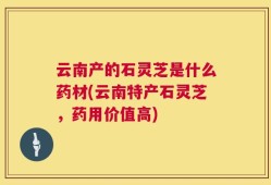 云南产的石灵芝是什么药材(云南特产石灵芝，药用价值高)