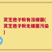 灵芝孢子粉有没细菌(灵芝孢子粉无细菌污染)