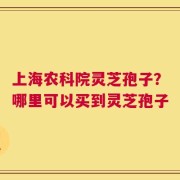 上海农科院灵芝孢子？哪里可以买到灵芝孢子