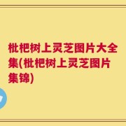 枇杷树上灵芝图片大全集(枇杷树上灵芝图片集锦)