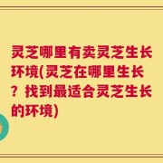 灵芝哪里有卖灵芝生长环境(灵芝在哪里生长？找到最适合灵芝生长的环境)