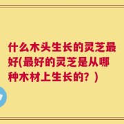什么木头生长的灵芝最好(最好的灵芝是从哪种木材上生长的？)