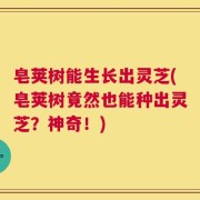 皂荚树能生长出灵芝(皂荚树竟然也能种出灵芝？神奇！)