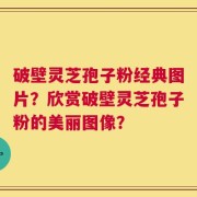 破壁灵芝孢子粉经典图片？欣赏破壁灵芝孢子粉的美丽图像？