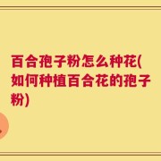 百合孢子粉怎么种花(如何种植百合花的孢子粉)