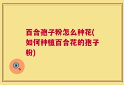 百合孢子粉怎么种花(如何种植百合花的孢子粉)