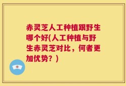 赤灵芝人工种植跟野生哪个好(人工种植与野生赤灵芝对比，何者更加优势？)