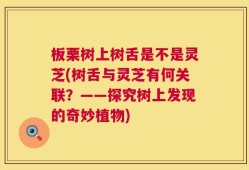 板栗树上树舌是不是灵芝(树舌与灵芝有何关联？——探究树上发现的奇妙植物)