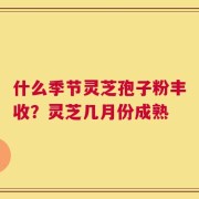什么季节灵芝孢子粉丰收？灵芝几月份成熟