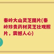 秦岭大山灵芝图片(秦岭珍贵药材灵芝壮观照片，震撼人心)
