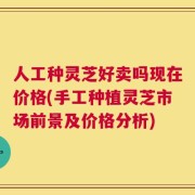 人工种灵芝好卖吗现在价格(手工种植灵芝市场前景及价格分析)