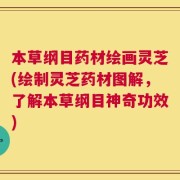 本草纲目药材绘画灵芝(绘制灵芝药材图解，了解本草纲目神奇功效)