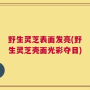 野生灵芝表面发亮(野生灵芝壳面光彩夺目)