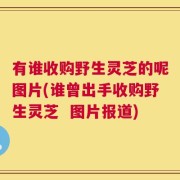 有谁收购野生灵芝的呢图片(谁曾出手收购野生灵芝  图片报道)