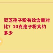 灵芝孢子粉有效含量对比？10克孢子粉大约多少