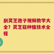 刮灵芝孢子视频教学大全？灵芝菇种植技术全程