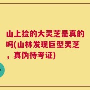 山上捡的大灵芝是真的吗(山林发现巨型灵芝，真伪待考证)