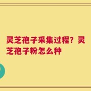 灵芝孢子采集过程？灵芝孢子粉怎么种