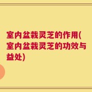 室内盆栽灵芝的作用(室内盆栽灵芝的功效与益处)