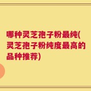 哪种灵芝孢子粉最纯(灵芝孢子粉纯度最高的品种推荐)