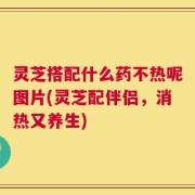 灵芝搭配什么药不热呢图片(灵芝配伴侣，消热又养生)