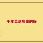 千年灵芝哪里的好