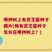 哪种树上有灵芝菌种子图片(稀有灵芝菌种子生长在哪种树上？)