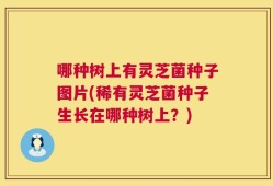 哪种树上有灵芝菌种子图片(稀有灵芝菌种子生长在哪种树上？)