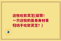 边牧吃软灵芝(超赞！一只边牧的苗条身材竟归功于吃软灵芝？)
