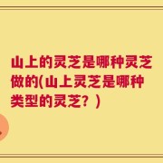 山上的灵芝是哪种灵芝做的(山上灵芝是哪种类型的灵芝？)