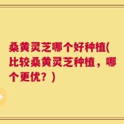 桑黄灵芝哪个好种植(比较桑黄灵芝种植，哪个更优？)