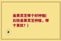 桑黄灵芝哪个好种植(比较桑黄灵芝种植，哪个更优？)