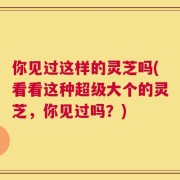 你见过这样的灵芝吗(看看这种超级大个的灵芝，你见过吗？)