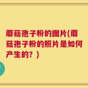 蘑菇孢子粉的图片(蘑菇孢子粉的照片是如何产生的？)