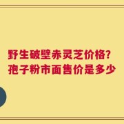 野生破壁赤灵芝价格？孢子粉市面售价是多少