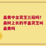 桑黄中含灵芝三萜吗？桑树上长的平盖灵芝叫桑黄吗