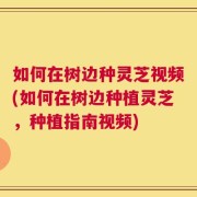 如何在树边种灵芝视频(如何在树边种植灵芝，种植指南视频)